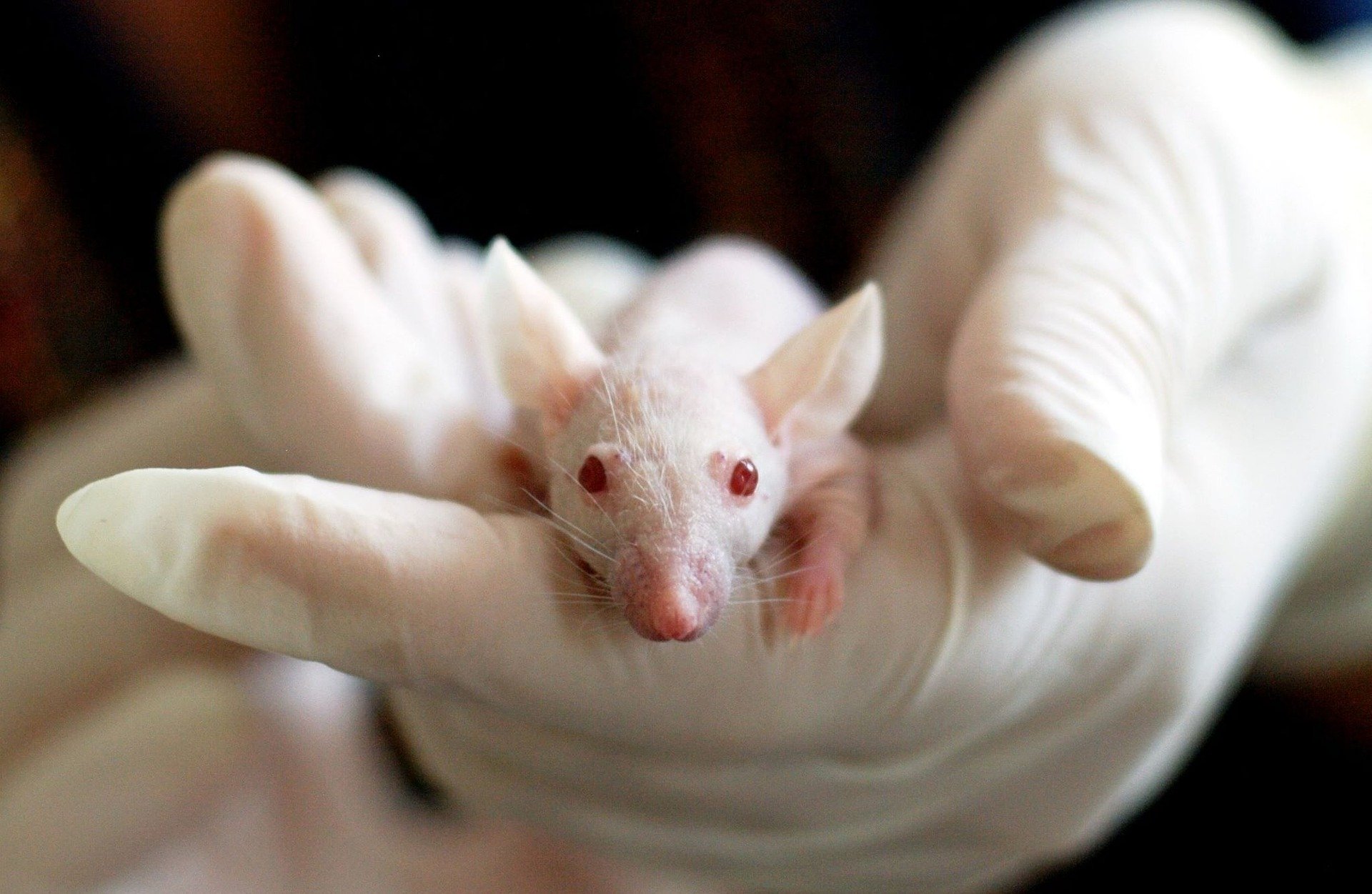 Θα γίνει η Ελβετία η πρώτη χώρα χωρίς ιατρικές δοκιμές σε ζώα;
