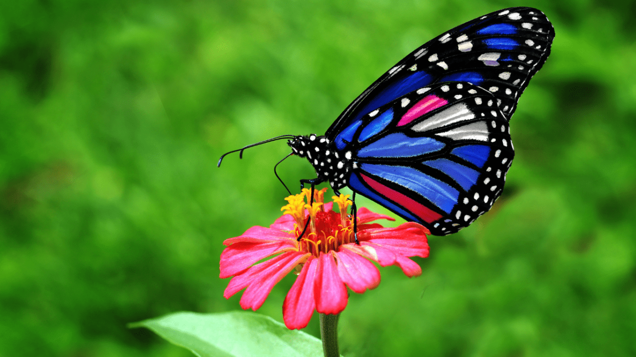 Tα φυσικά καταφύγια αδειάζουν από έντομα