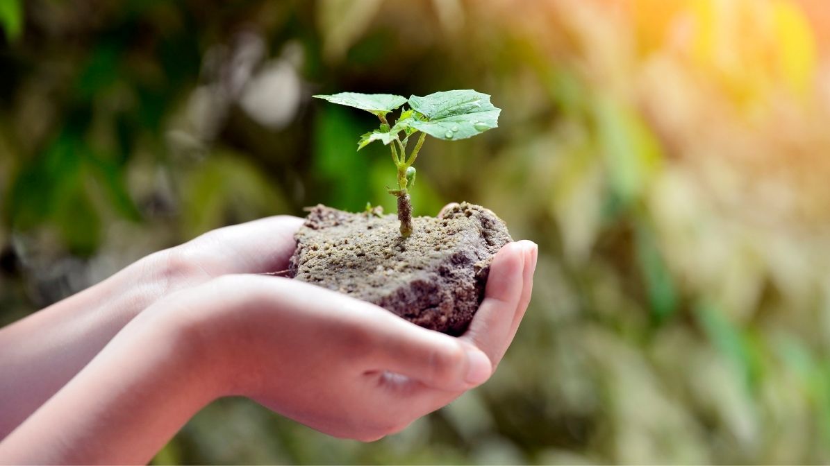 Νησιωτική Βιωσιμότητα: Το μέλλον χτίζεται με πράσινες ρίζες